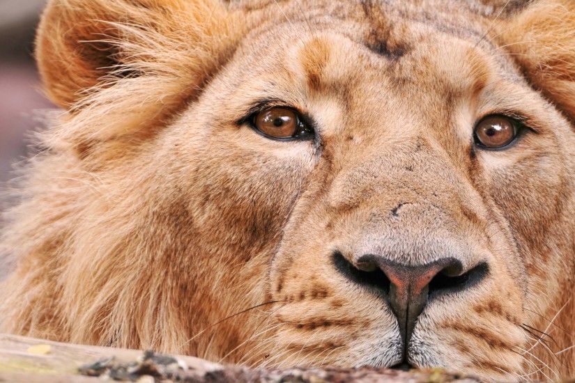 The eyes of a male lion