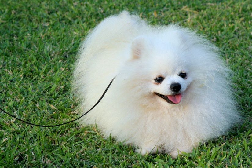 The Pomeranian