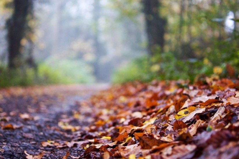 close up leaves leaves autumn road blur background autumn leaves macro  background wallpaper widescreen full screen