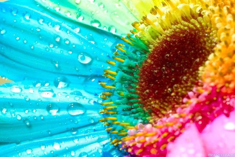 10. pictures-of-rainbow-flowers67-600x338