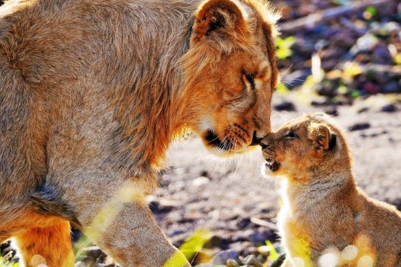 Baby Animals - Africa Whiskers Babies Cubs Animals Cats Fur Lions Baby  Animal At The Zoo