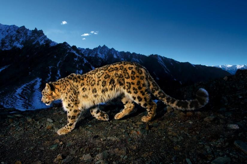 HD Wallpaper | Background ID:75190. 2560x1600 Animal Snow Leopard