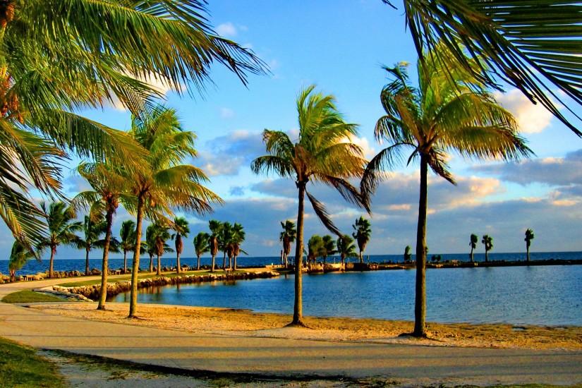 Palm trees on the coast of Miami