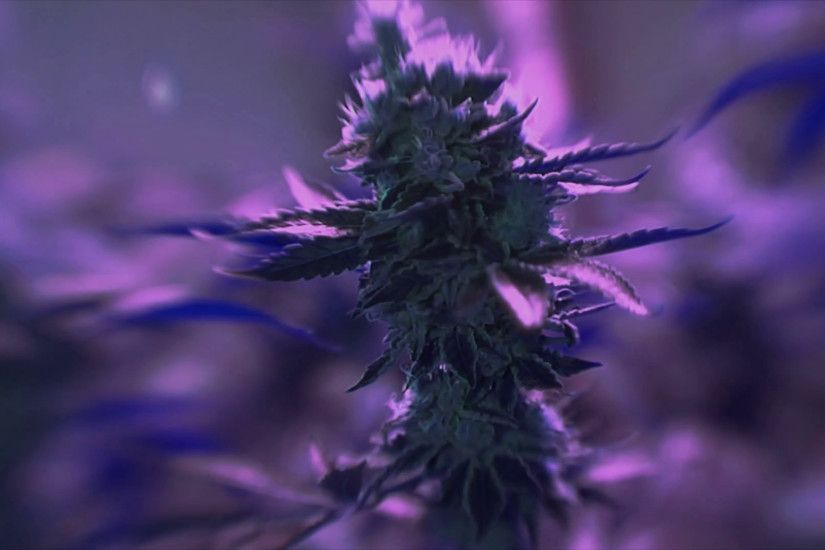 Psychedelic background of cannabis plant Stock Video Footage - VideoBlocks