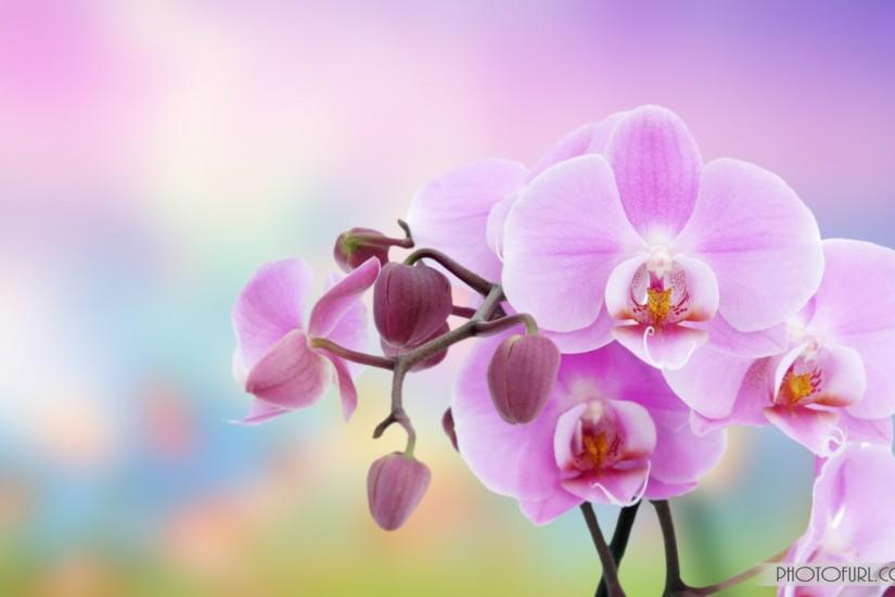 flowers background 1920x1200 for tablet