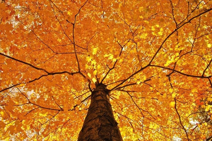 Autumn Tree HD wallpaper