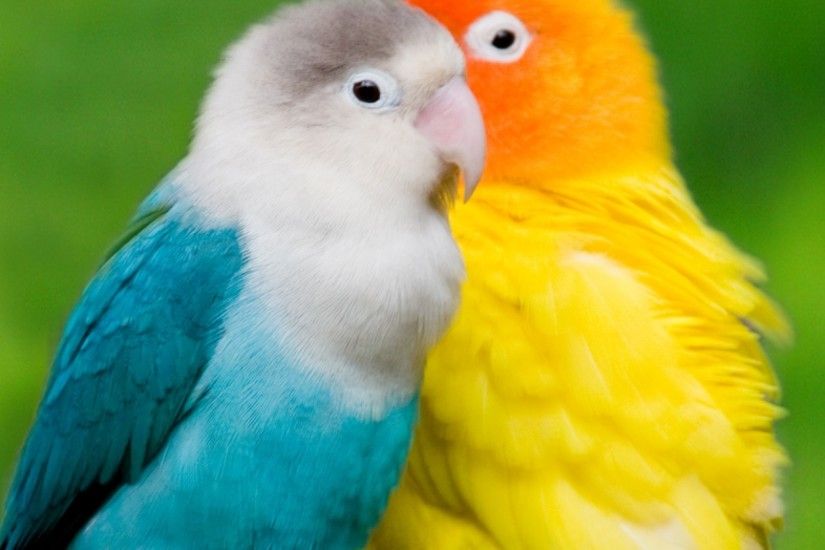 ... Wallpapers Birds Love" chez Fleurs de Lin ! | PX buscar | Pinterest |  Tags .