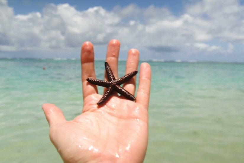Hand holding starfish with beach in background Stock Video Footage -  VideoBlocks