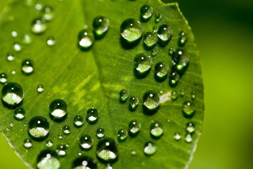Raindrops On A Green Leaf 834705