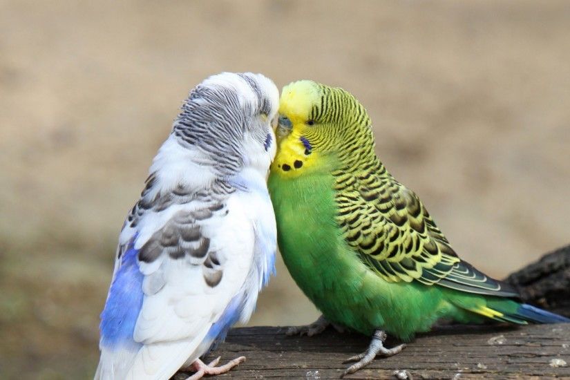 Budgies images 2 Budgies HD wallpaper and background photos