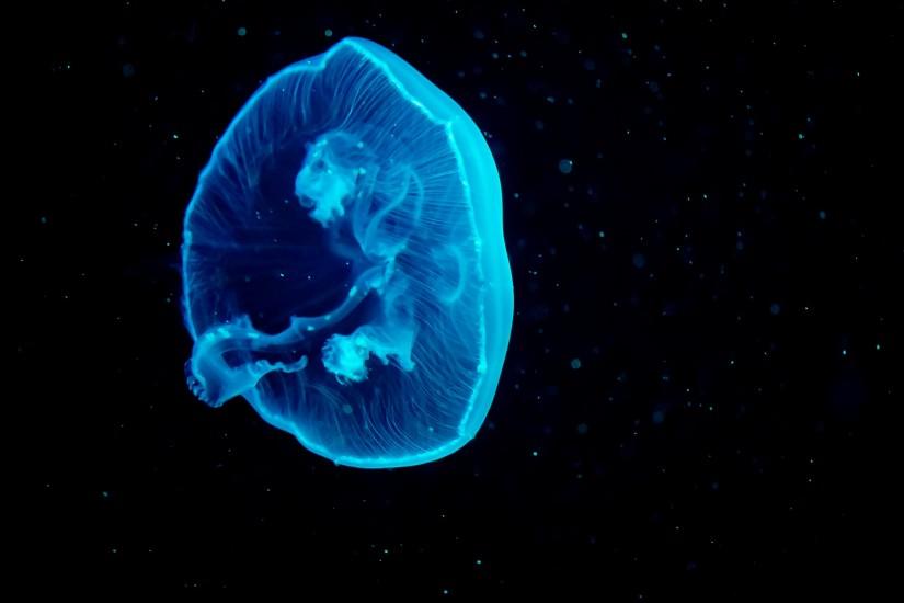 Jellyfish, Blue Jellyfish, Underwater, 4K