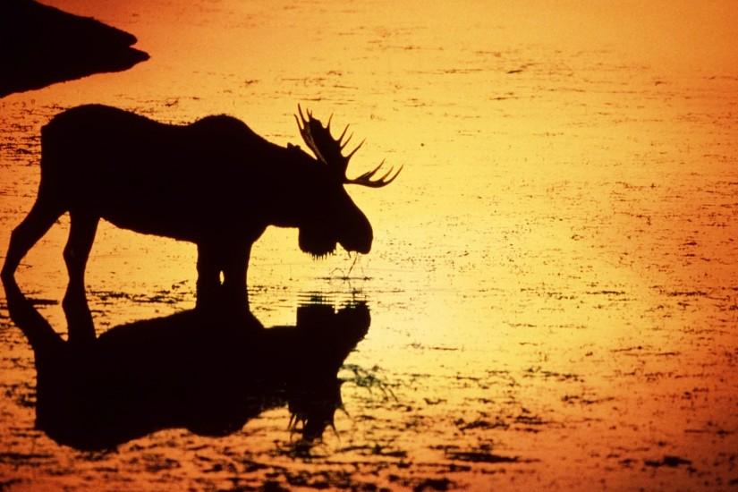 Awesome Moose Wallpaper