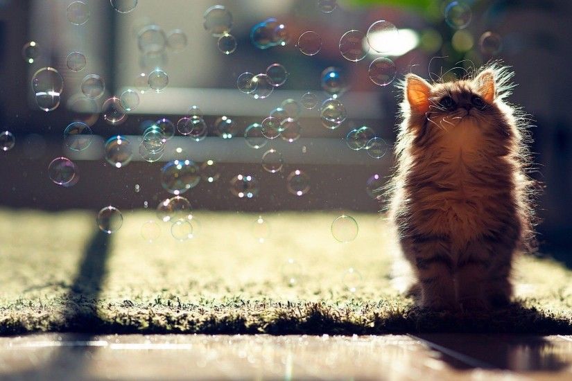Soap Bubbles and Cute Cat Wallpaper