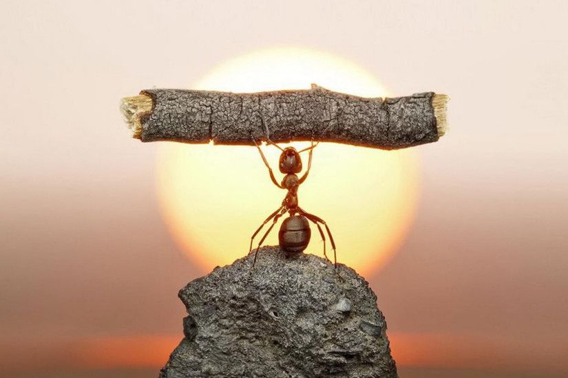... weight lifting ant wallpaper animals hd wallpapers ...