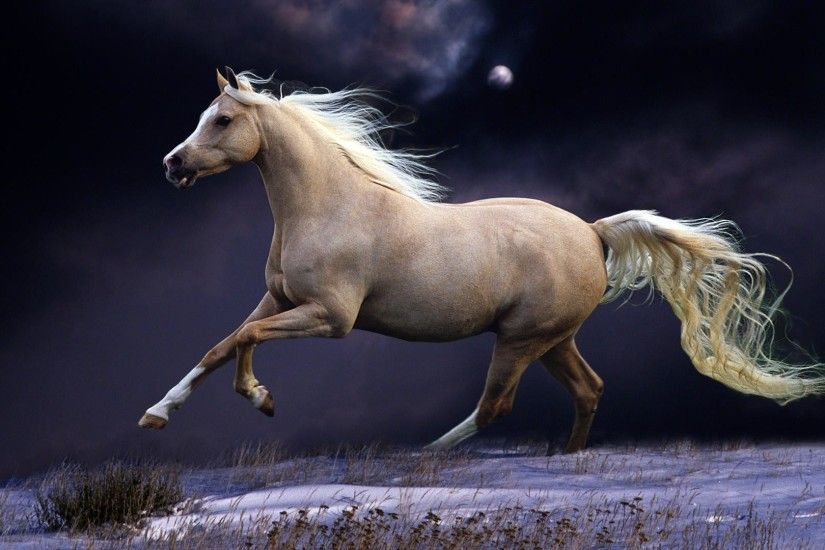 Preview wallpaper horse, mane, running, beautiful, night, sky 1920x1080