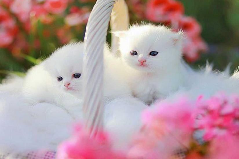 download cute little kittens wallpaper free cute little kittens hd