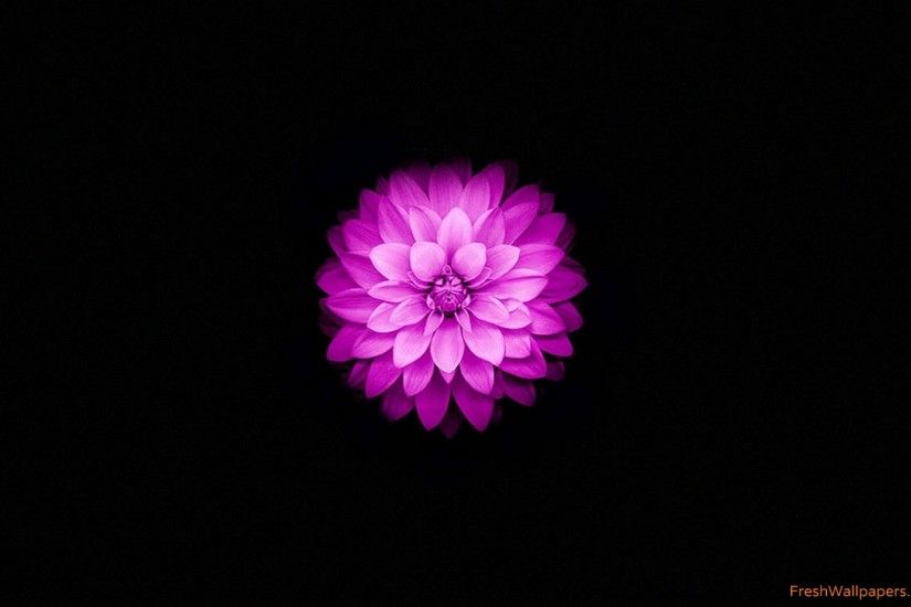 Apple Iphone 6 And 6s Wallpaper With Purple Lotus Flower