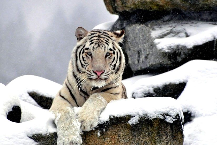 white-tiger-wallpapers-12