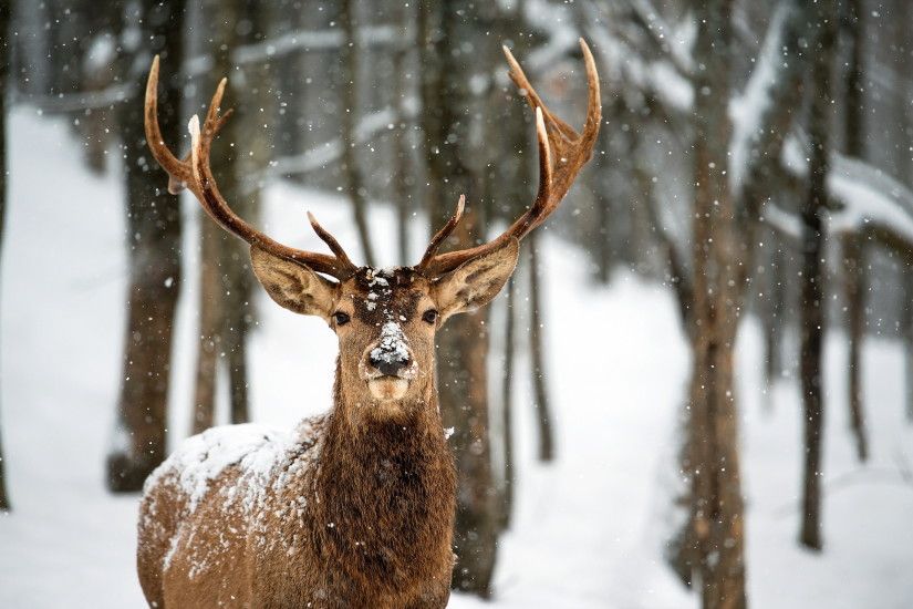 HD Wallpaper | Background ID:349790. 2560x1600 Animal Deer