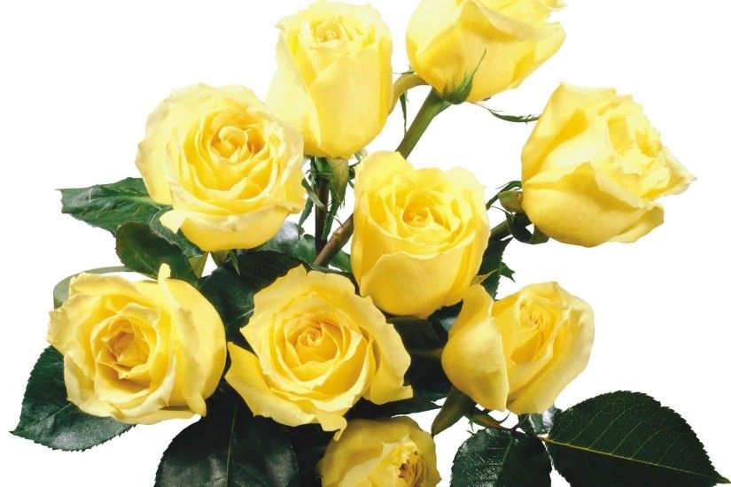 Flowers For > Yellow Rose Wallpaper Hd