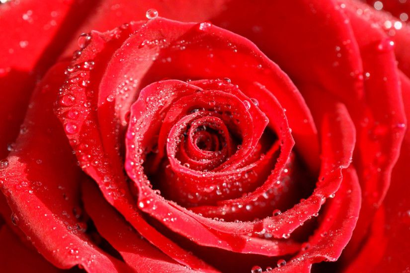 Roses flower, Roses photos, roses wallpaper for your desktop - Red Rose,  White Rose, Orange Rose, Pink