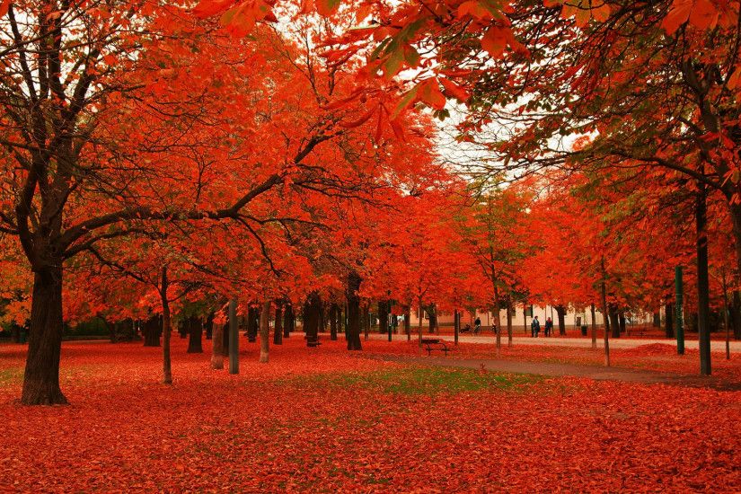 red-autumn-trees-wallpaper-1