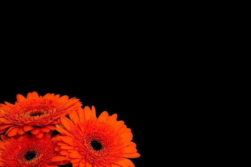 Red Flower Black Background Flowers black background 2560x1600. Download  resolutions: Desktop: 1920x1080 ...