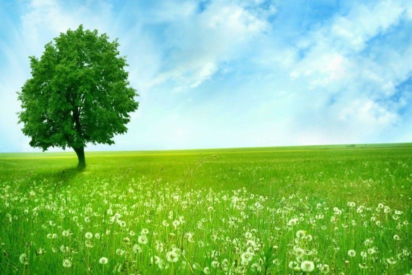 Download Beautiful Clean Green Nature Wallpaper | Full HD Wallpapers