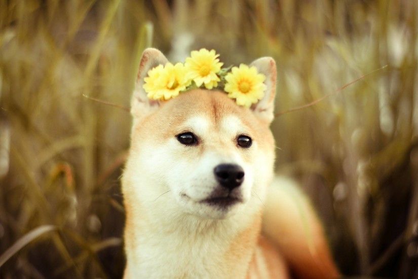 Free Doge Wallpapers Wide Â« Long Wallpapers