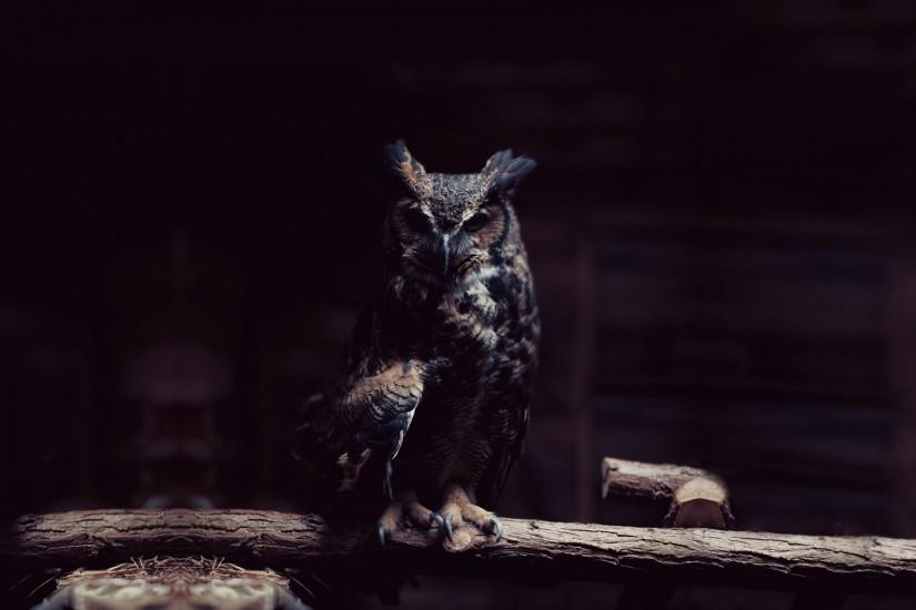 Owl Wallpaper HD download.