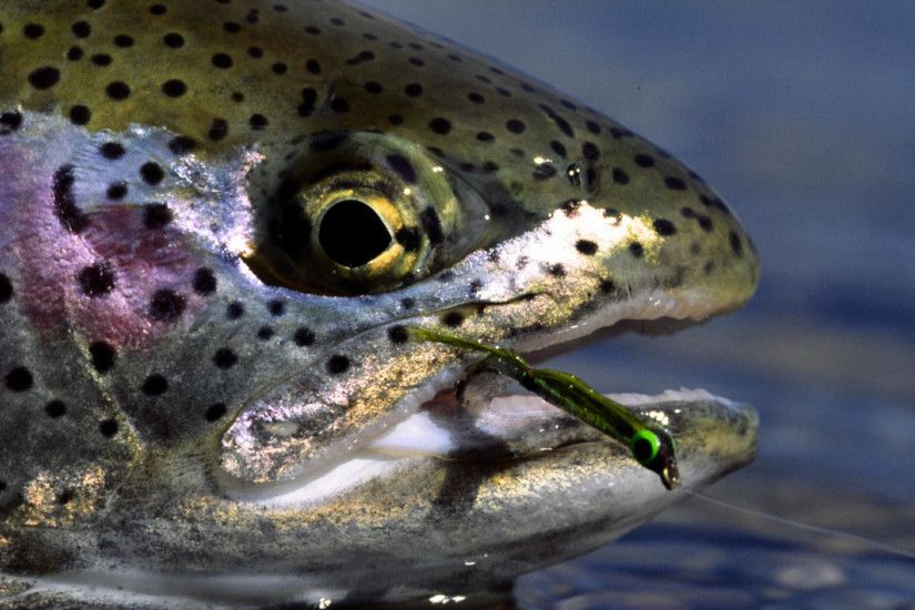 17 best images about fly fishing on pinterest | trout, luxury log, Fishing  Bait