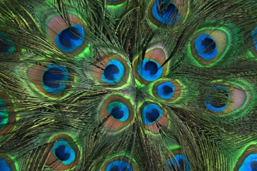 1 Peacock Feathers HD Wallpaper 1291 :: Feathers Hd Wallpapers