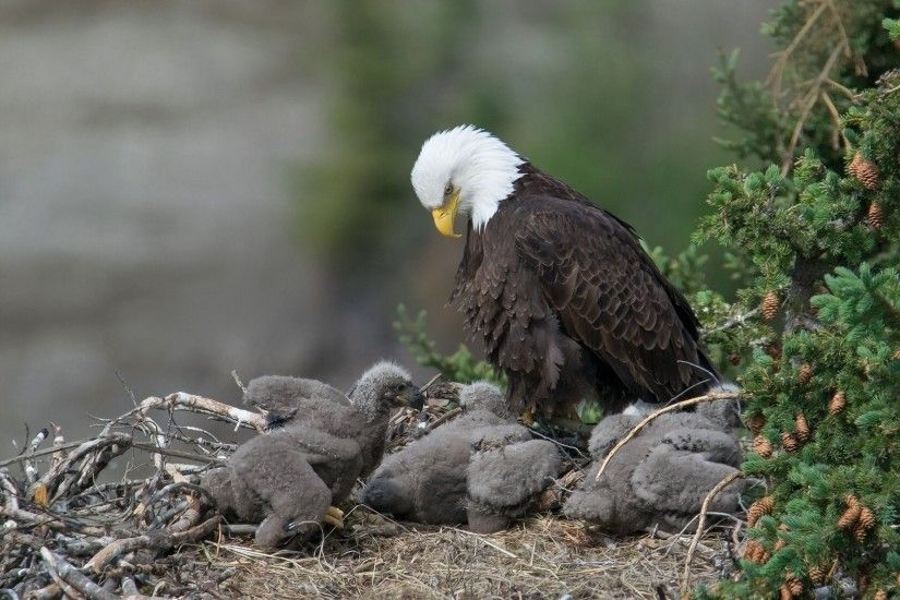 Offspring Tag - Pine Mother Twigs Offspring Bald Bird Baby Birds Cones  Chicks Eagle Nest Animal