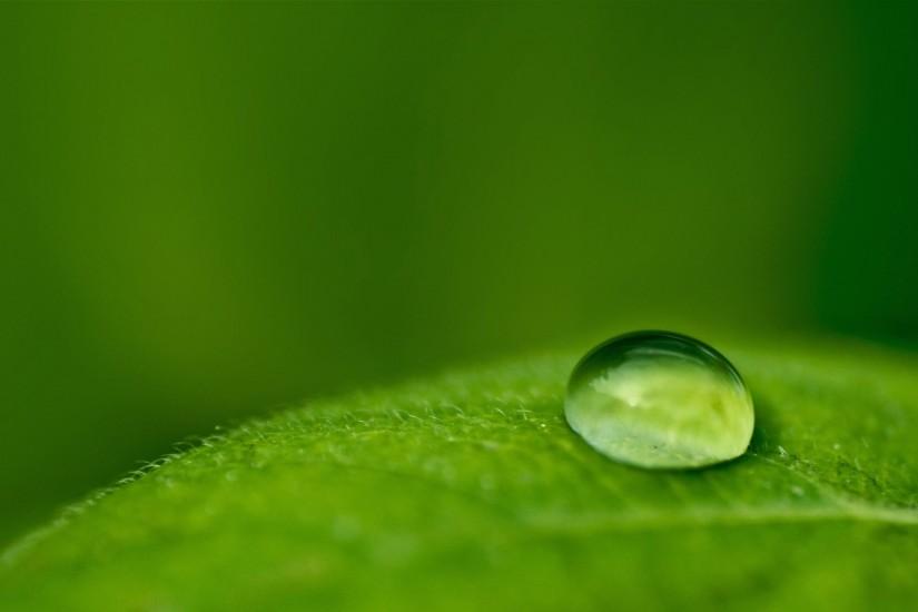 Water drop on green leaf background