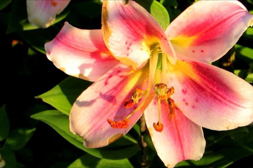 â­áâ¯My beautiful stargazer lily flowers in the golden hourâ­áâ¯