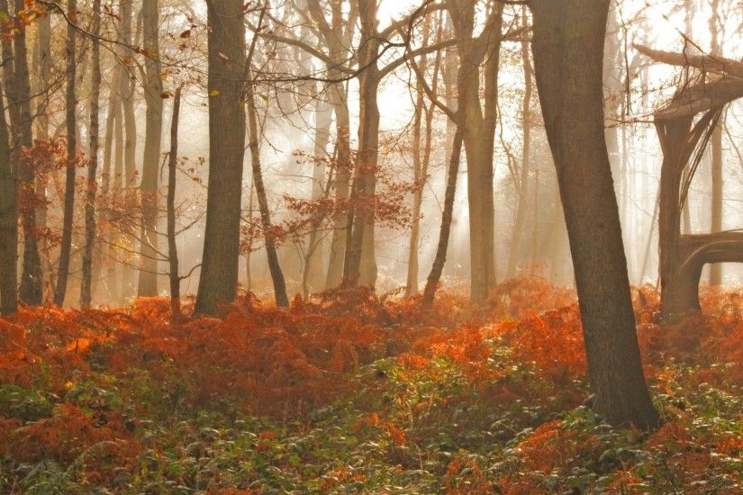 Download Trees Fall Tree Forest Nature Autumn Landscape Wallpaper Hd 1080p  Green