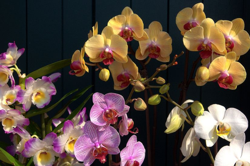 Orchids wallpaper