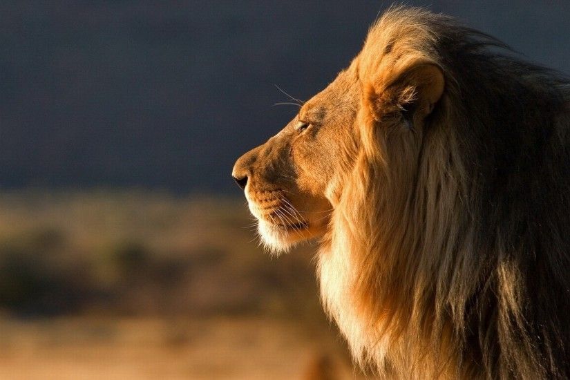 free male lion wallpaper