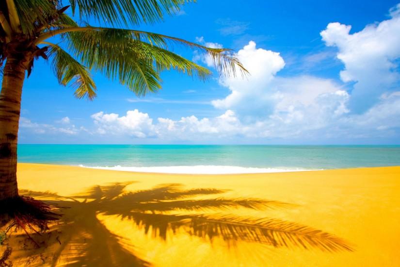 You can use these HD beach wallpapers as your desktop wallpaper. Tall and  beautiful Palm tree ...