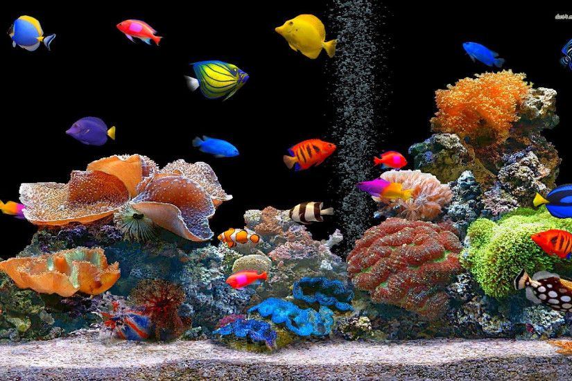 Tropical Fish Pic Free Download by Rosalie Coyne