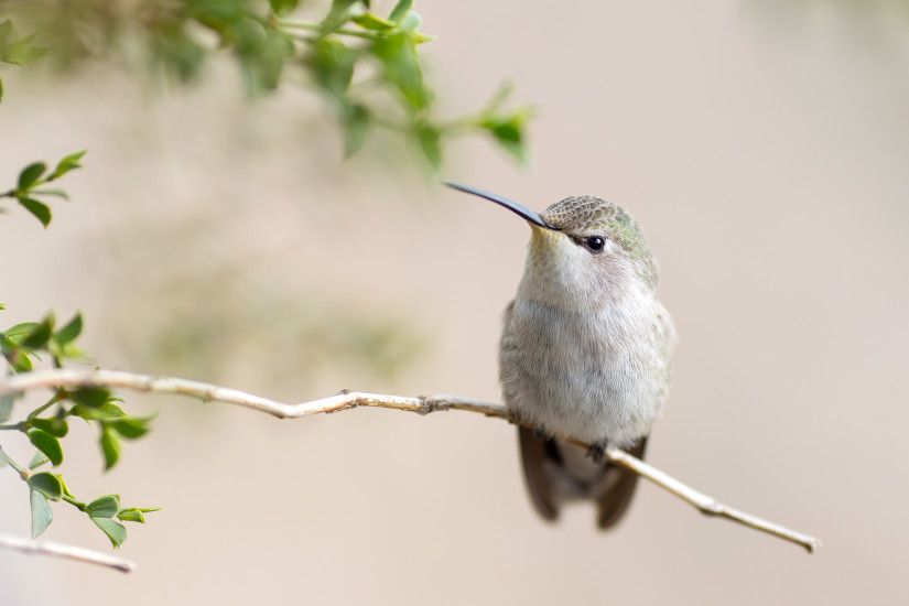 Hummingbird 4k