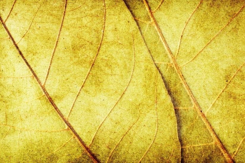 popular leaves background 1920x1080 for ipad pro