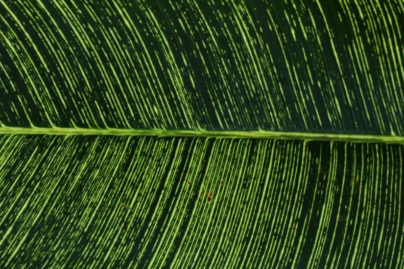 large leaves background 1920x1280