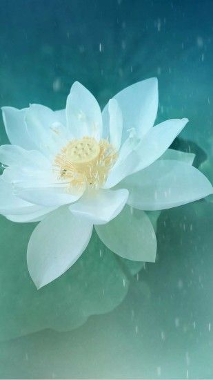 Pure Beautiful Lotus Flower Macro #iPhone #6 #wallpaper