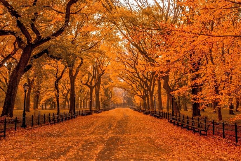 Photography - Park Central Park New York Bench Tree Foliage Orange Wallpaper