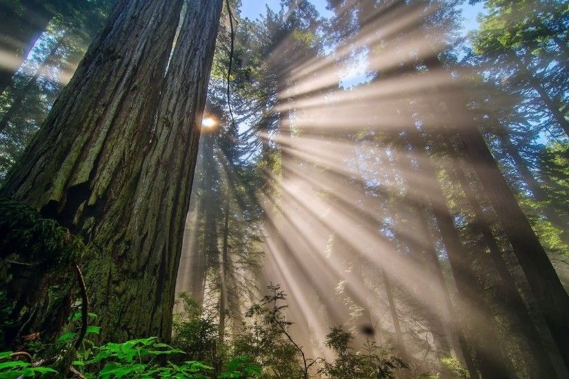 forest, Trees, Redwood Wallpaper HD