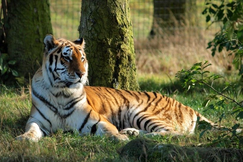 free desktop backgrounds for tiger