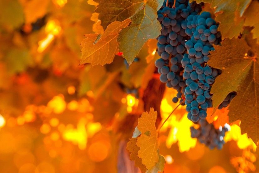 vineyard grapes wallpaper 2961