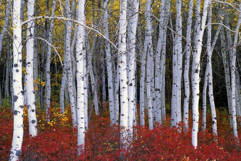 elegant nature wood trees forest leaves birch branch fall with birch tree  wallpaper.