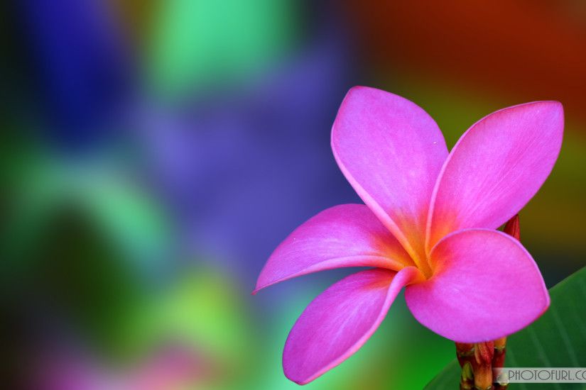 The Most Beautiful And Colorful Flowers Wallpapers For Computer For Wide  Screen Laptops